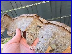 WW2 Original German Helmet Leather From Kurland Battlefield WW2 Original German Helmet Leather From Kurland Battlefield