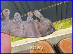 WW2 Original German Helmet Leather From Kurland Battlefield