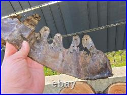 WW2 Original German Helmet Leather From Kurland Battlefield